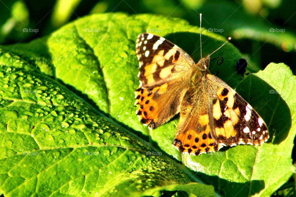 butterfly insects wings monarch by avphoto