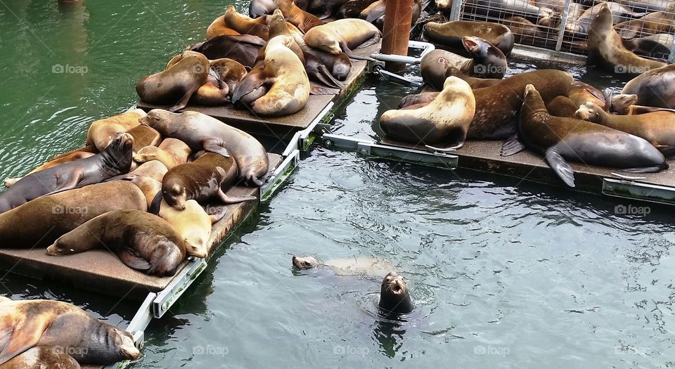 Sea lions napping