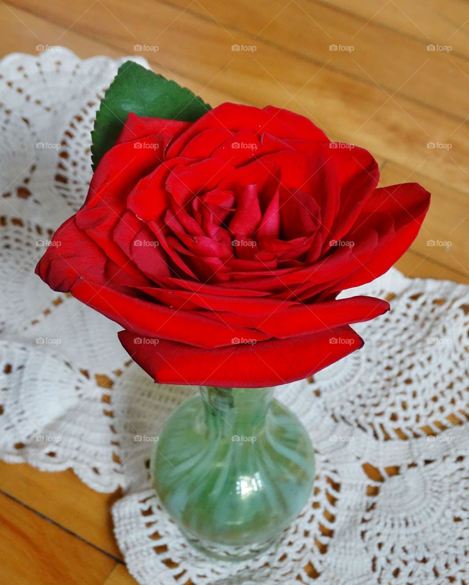 single rose over lace