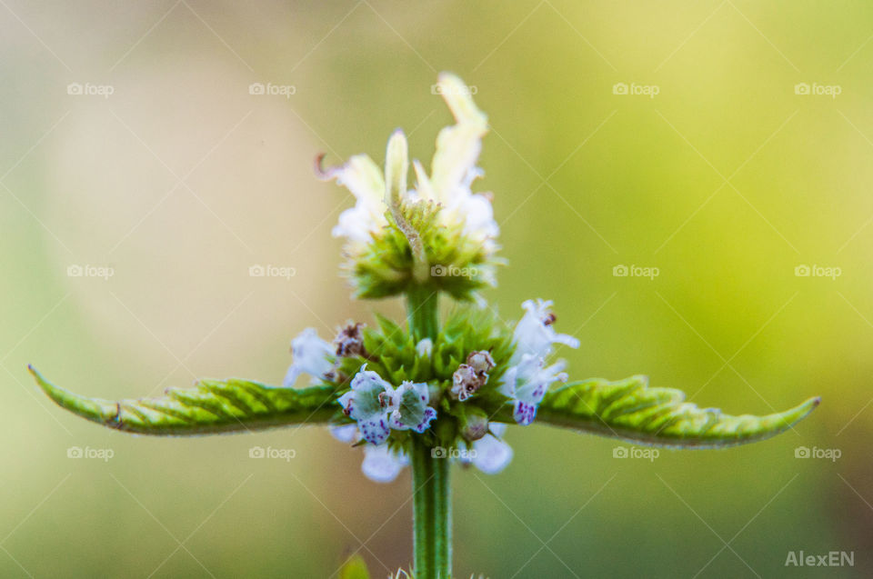 Green flower