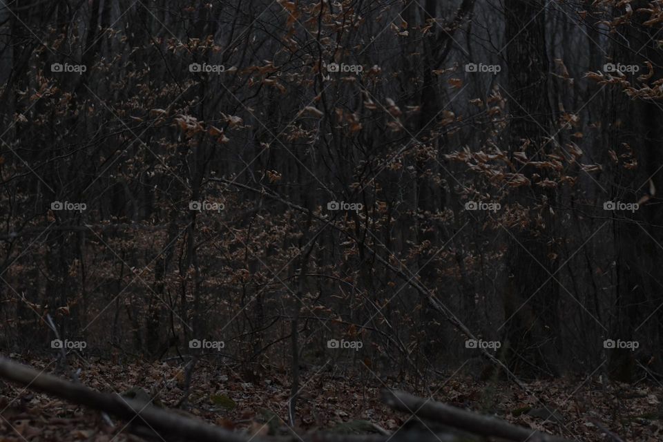 Beech forest under a spell