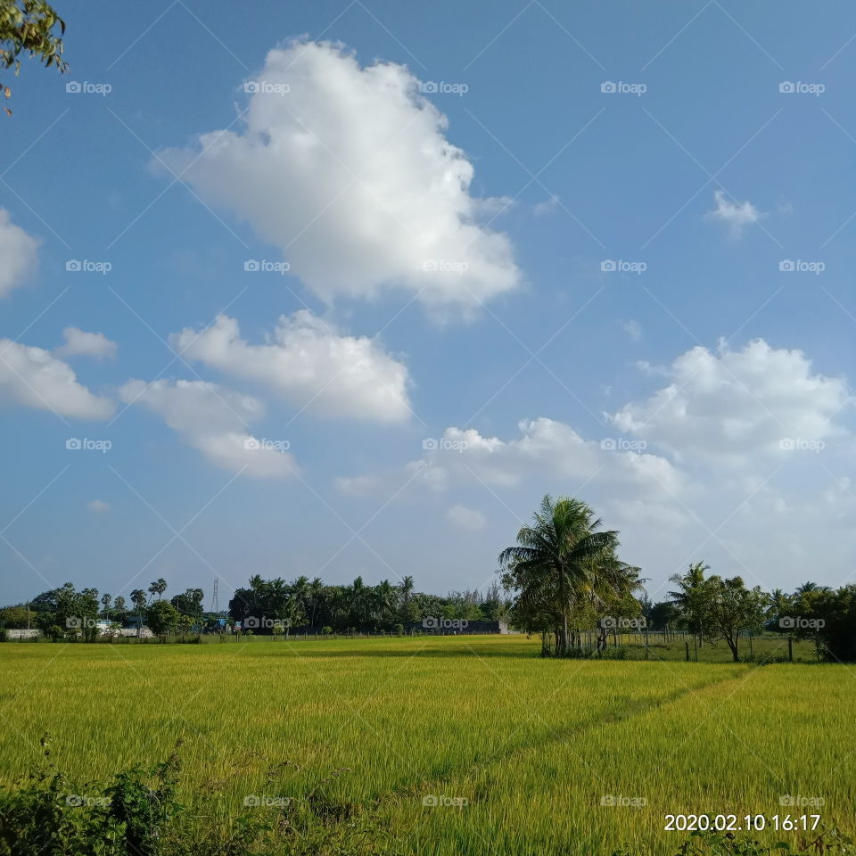 agriculture cultivation