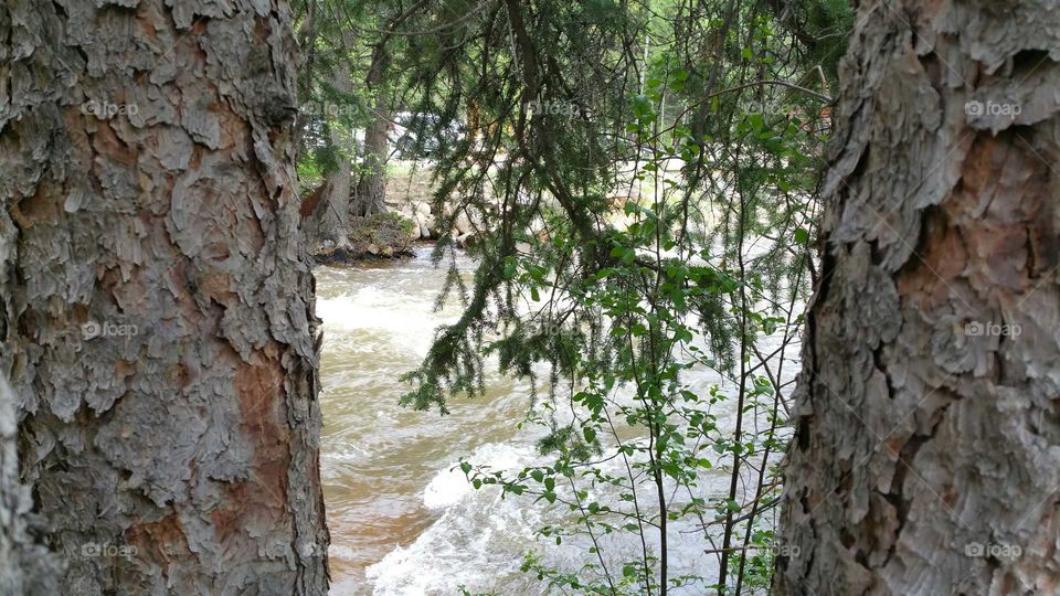 Water through the trees