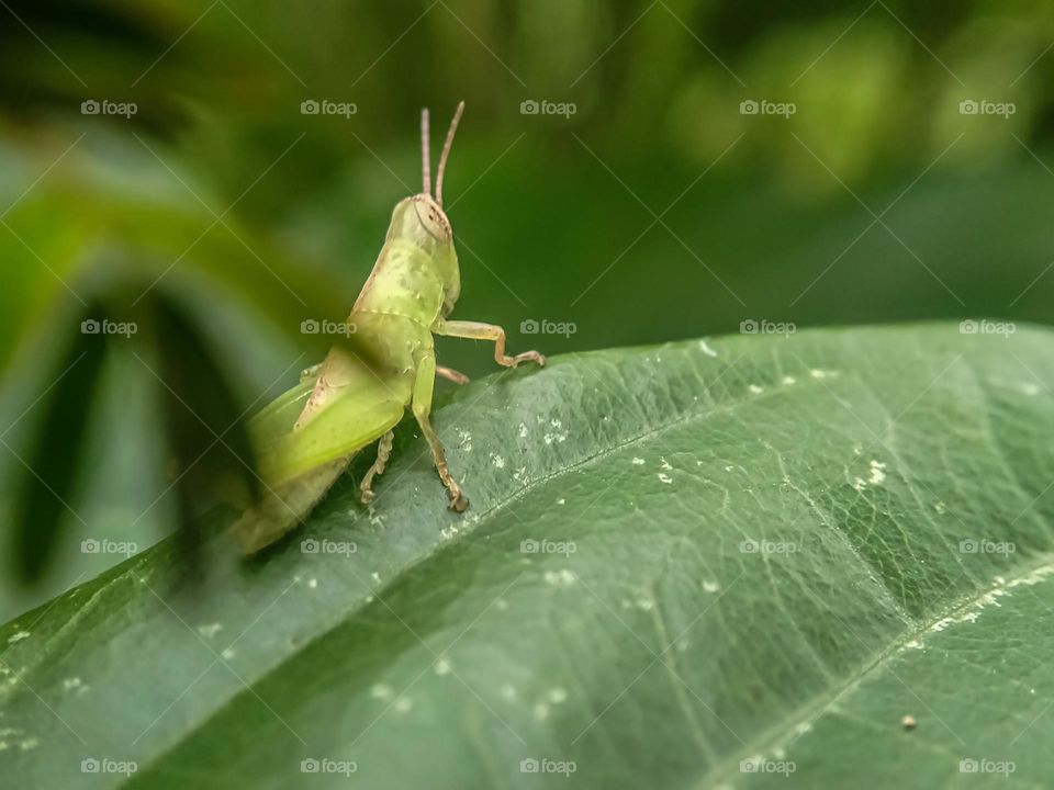 Green grasshopper on a leaf.