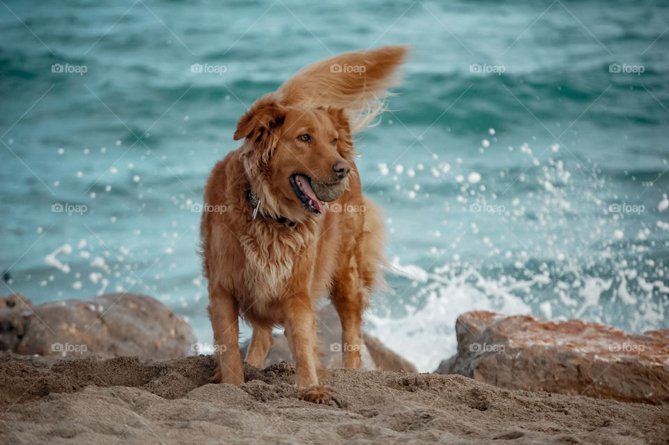 Funny dog playing on the beach 