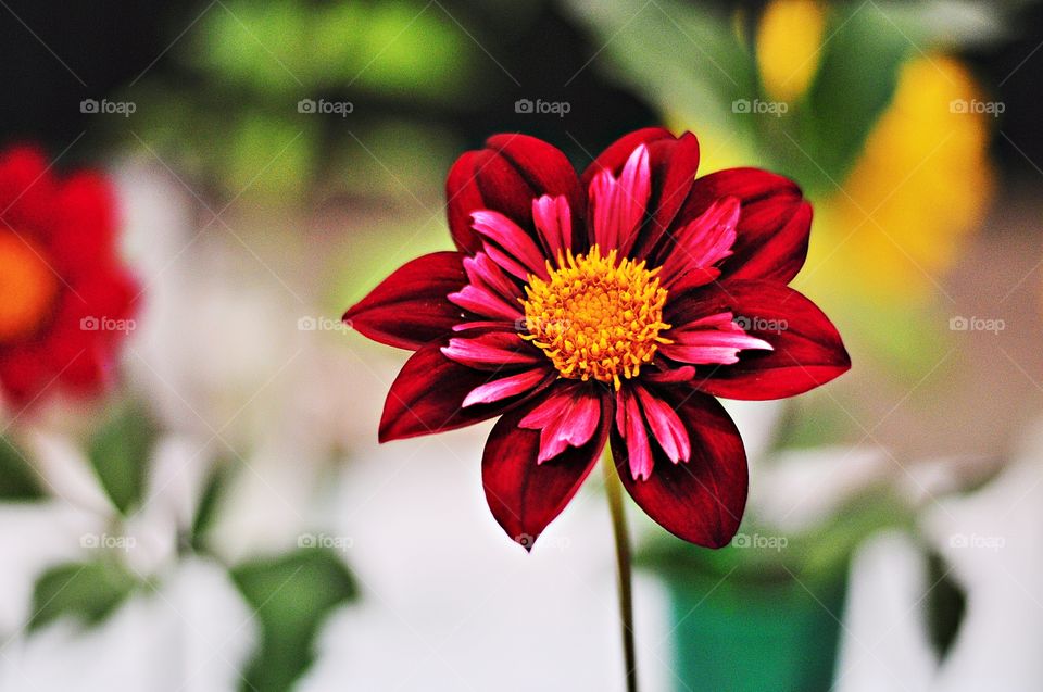 red flowers