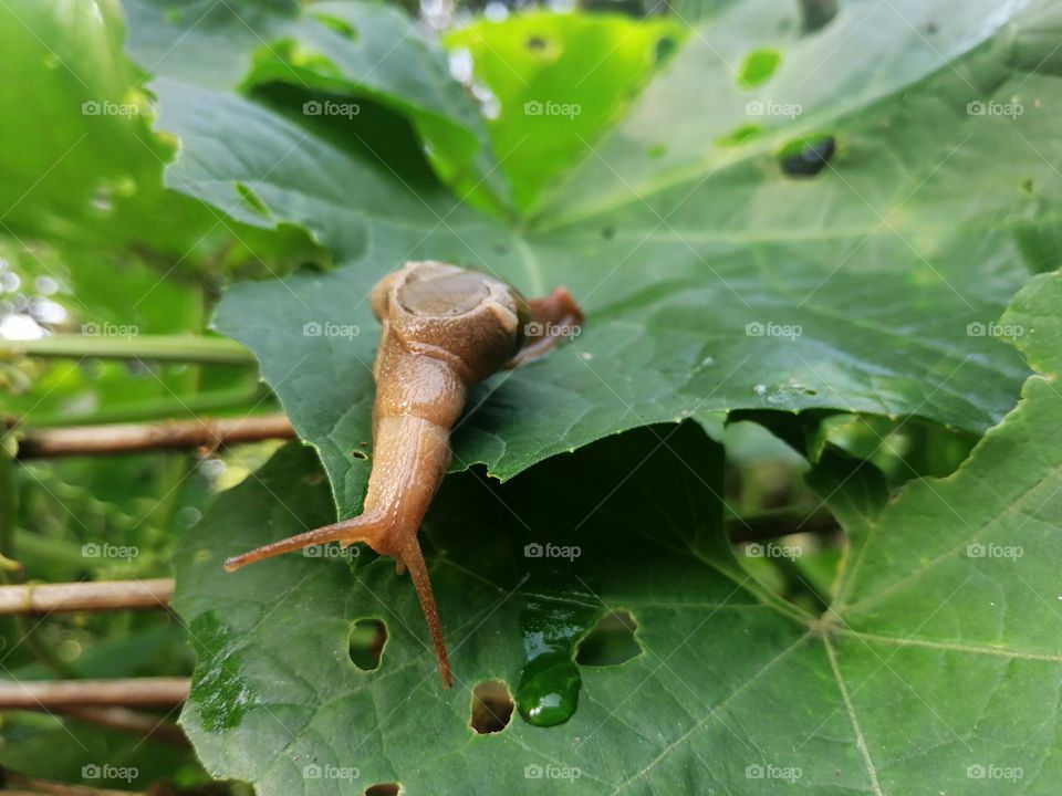 Curious snail garden on green leaf.