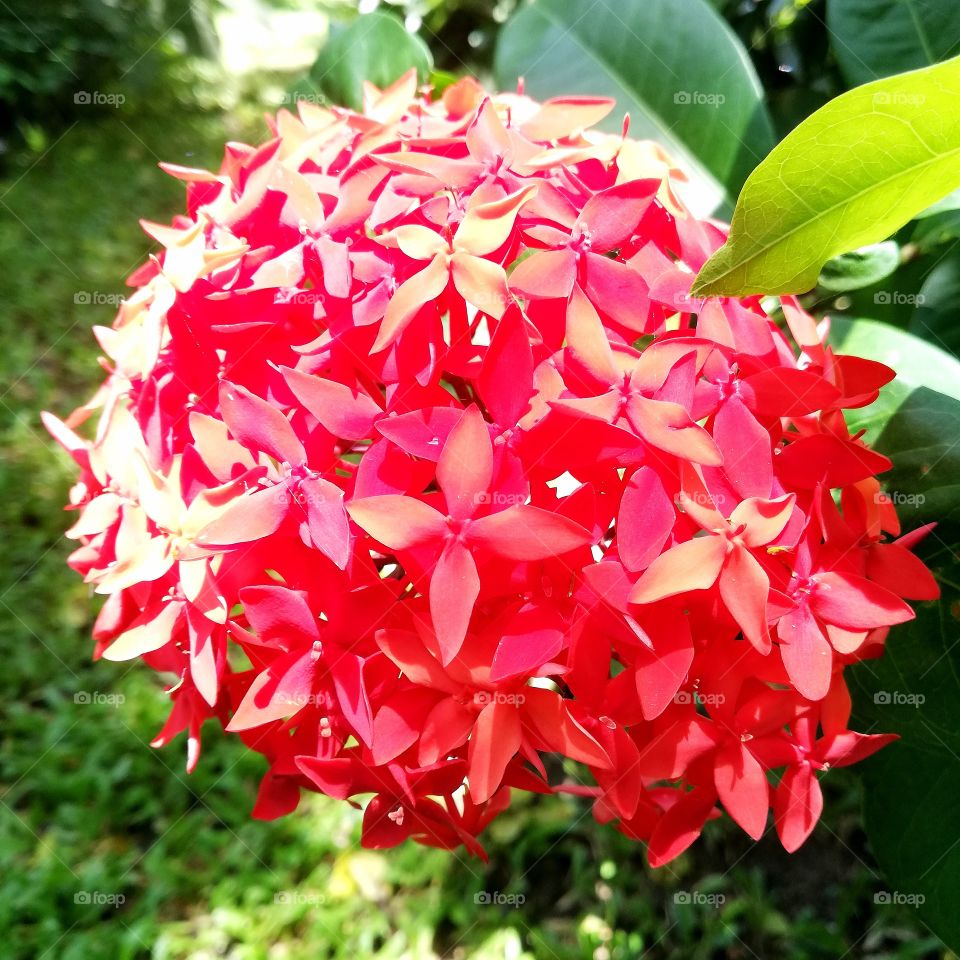 Red flower_2