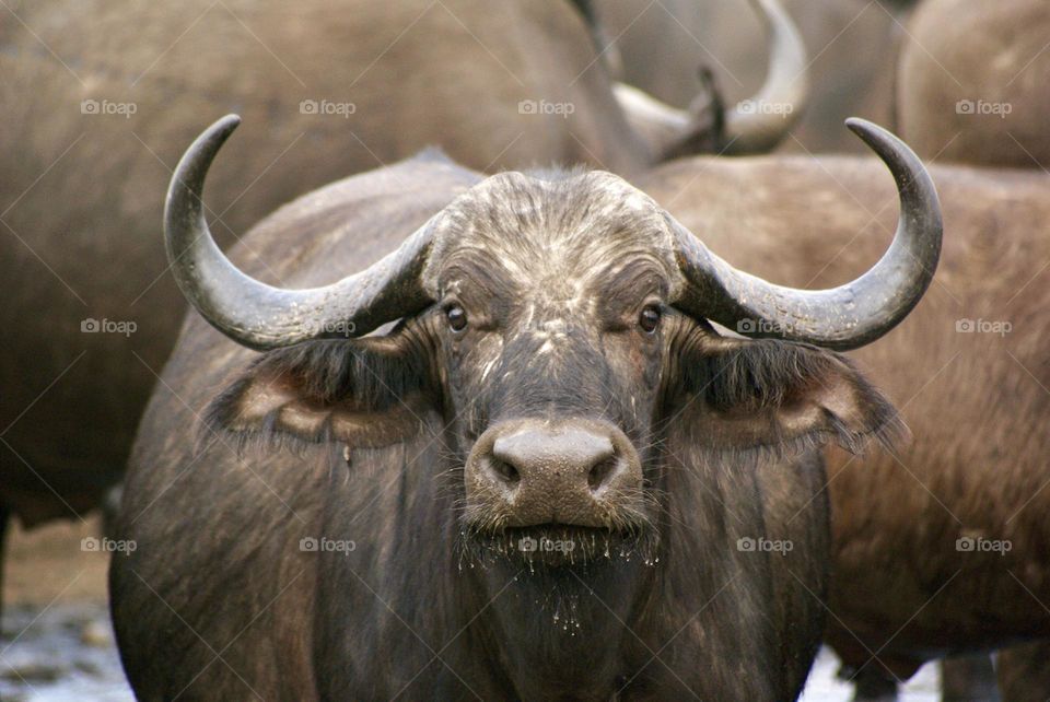 A close up shot of a buffalo with water droplets falling from his mouth 