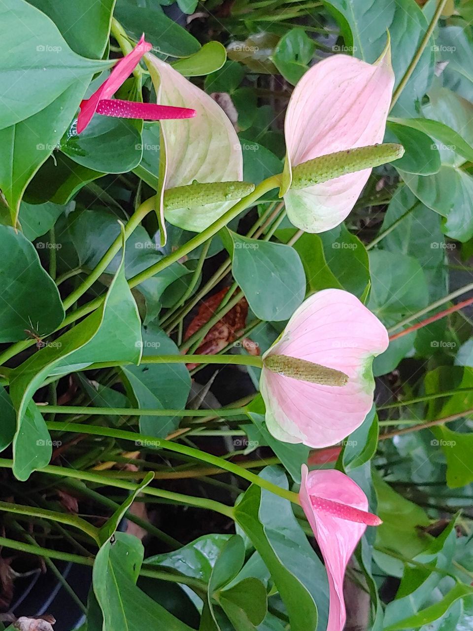 garden flowers captured
