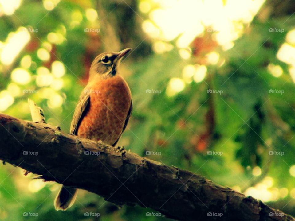 pretty birds. Robin sitting on a branch.