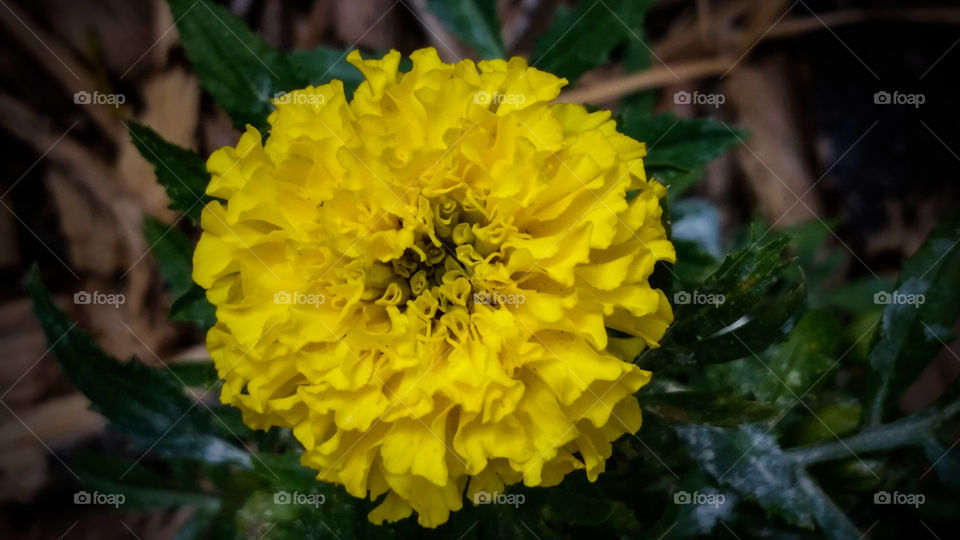 Yellow Marigold