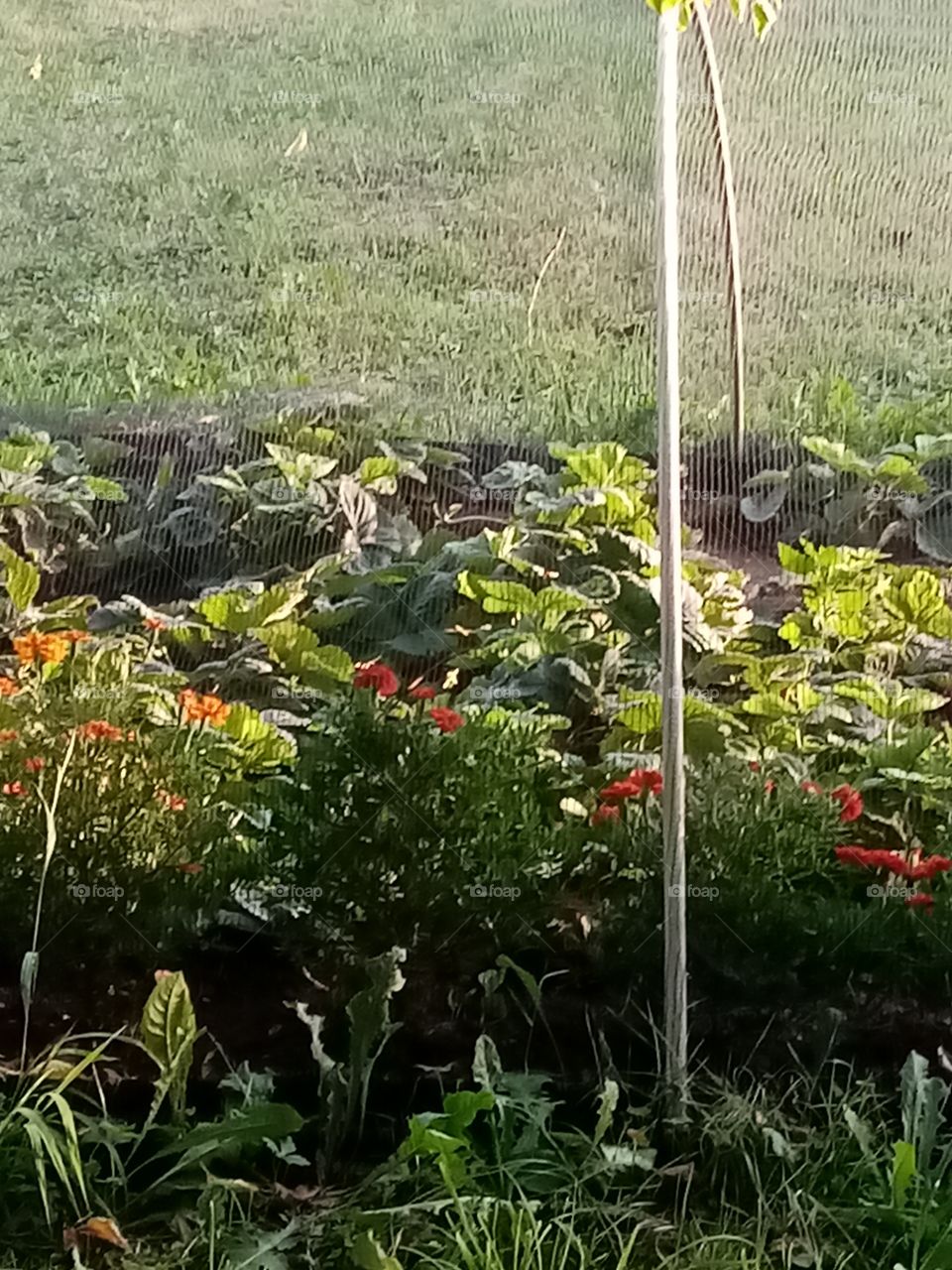 Permacultural garden