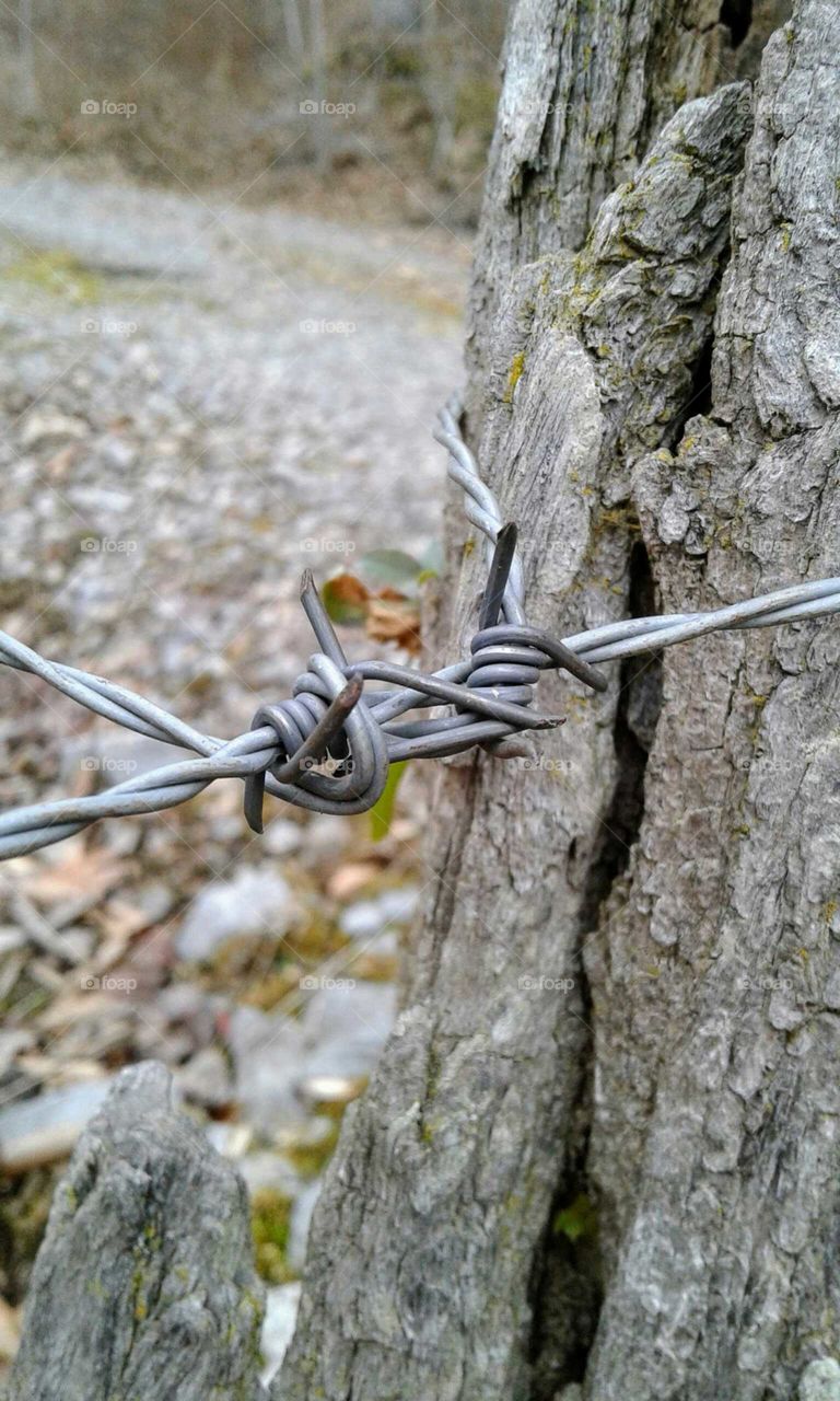 Barbed Wire