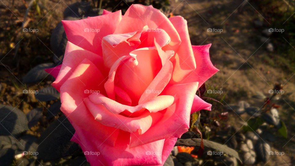 Beautiful Orange Rose with natural background