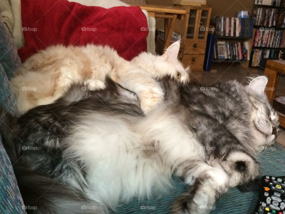 Bro's napping on the couch.