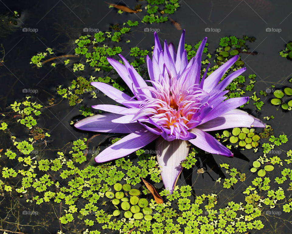 Lily pad blooming