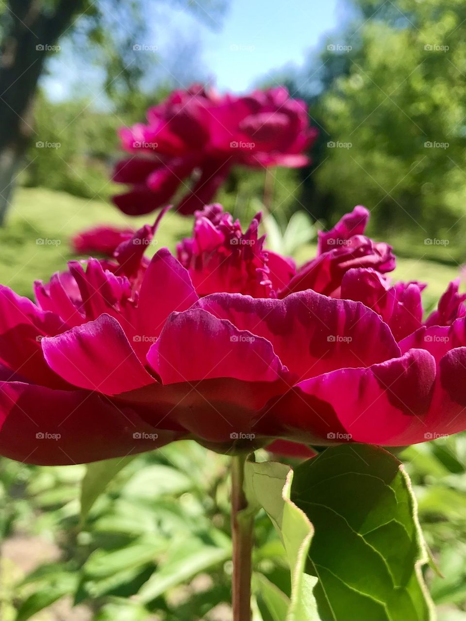 Beautiful peonies bloom in my grandma’s garden 😍