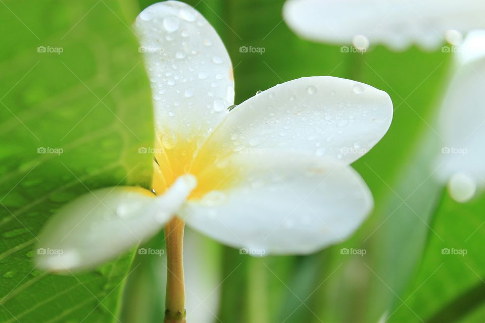 Plumeria.. The beauty Plumeria with drop.