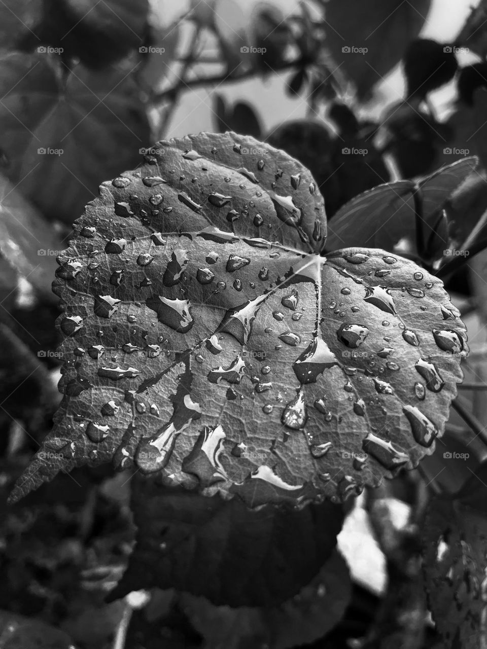 Raindrops on a fresh leave