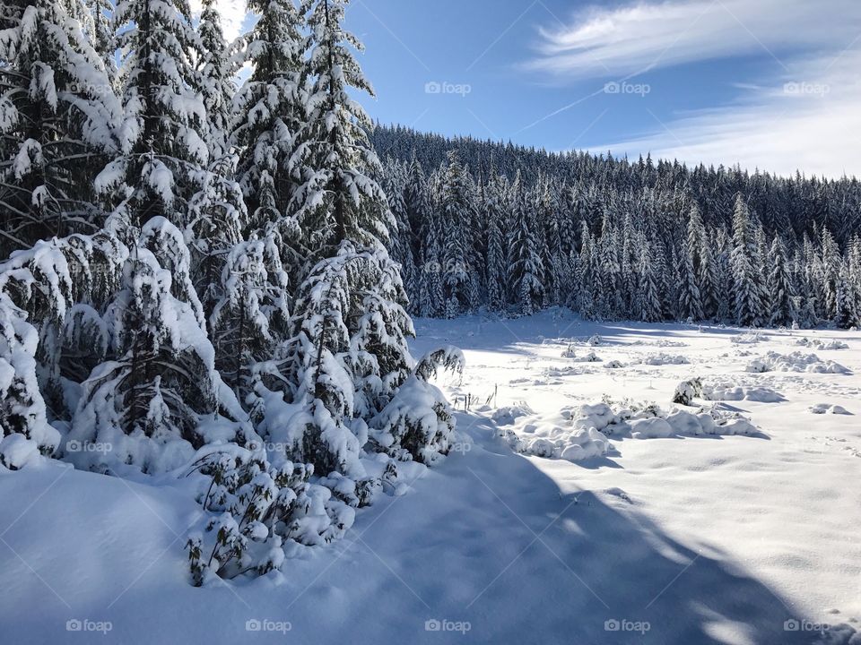A mountain meadow in the Willamette National Forest in Western Oregon buried under a thick layer of snow and surrounded by hills and snow covered trees on a winter day. 