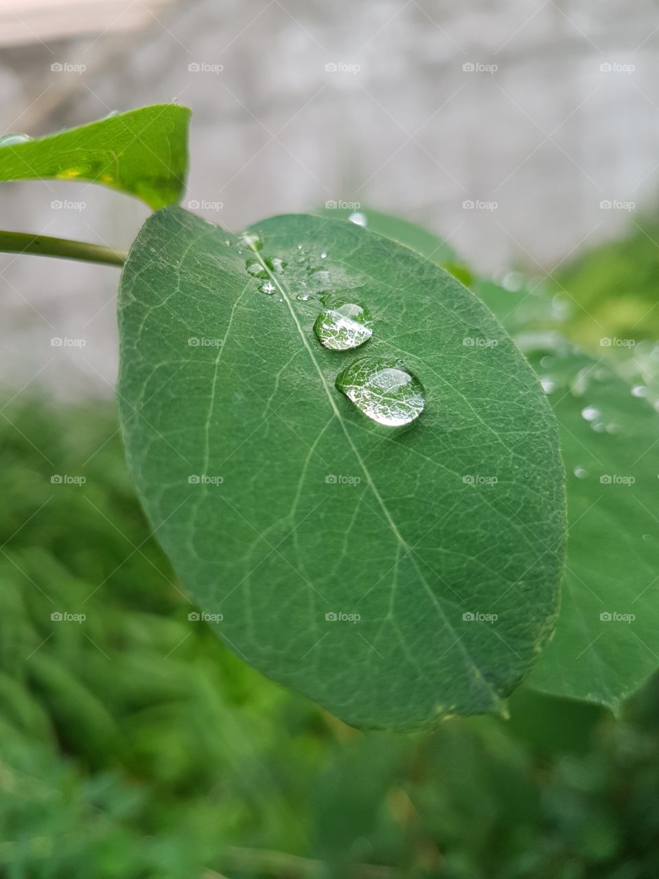 green leafs  after rain