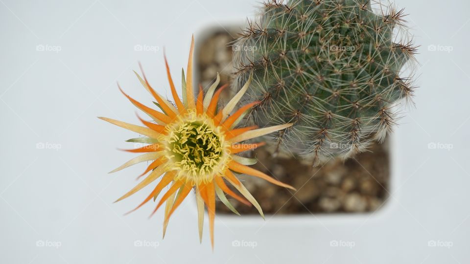 cactus shin flowers lobivia