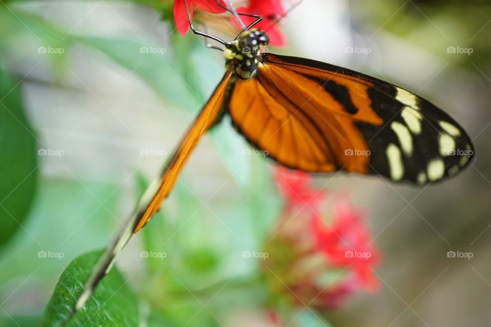 Hecale Longwing Butterfly
