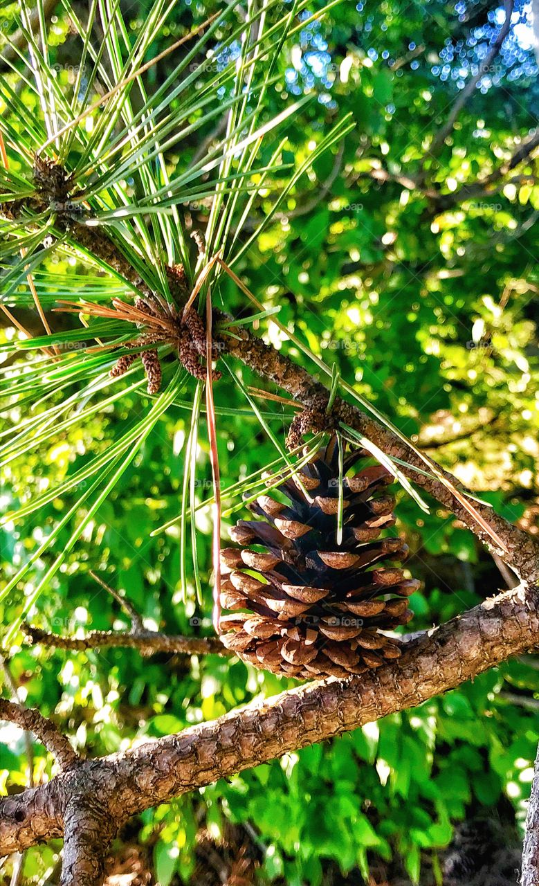 Pinecone leaning on a tree branch—taken in Schererville, Indiana 