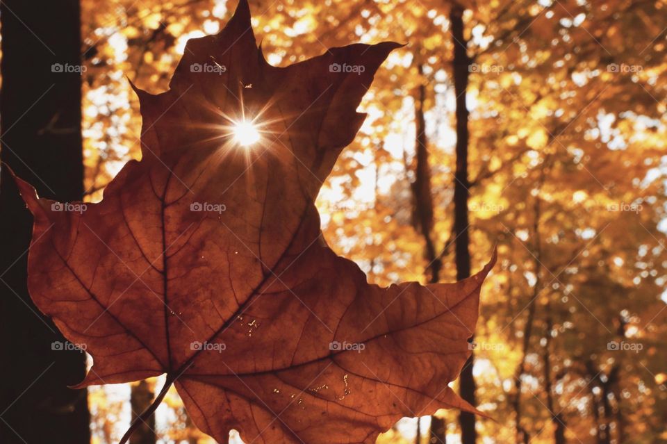 Autumn leaf 