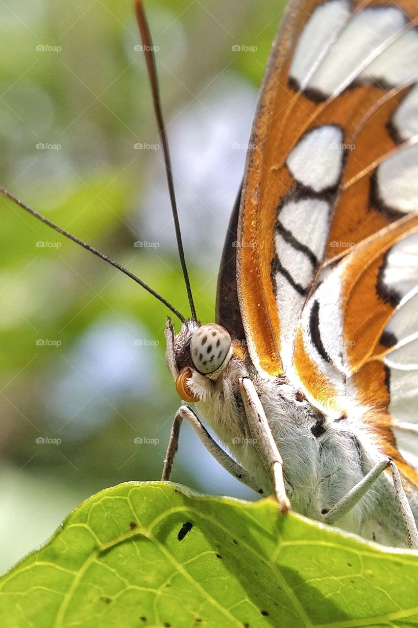 the face of the butterfly