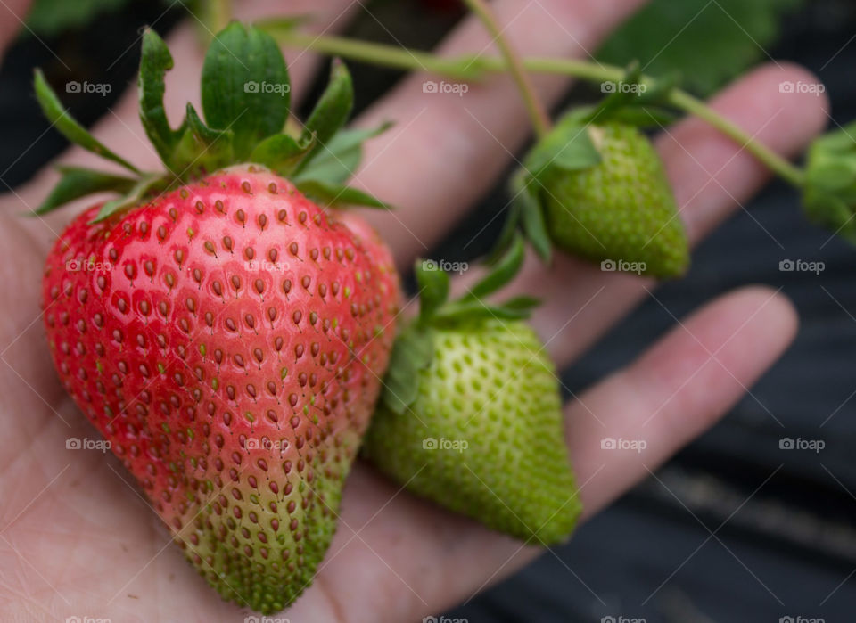 Strawbs