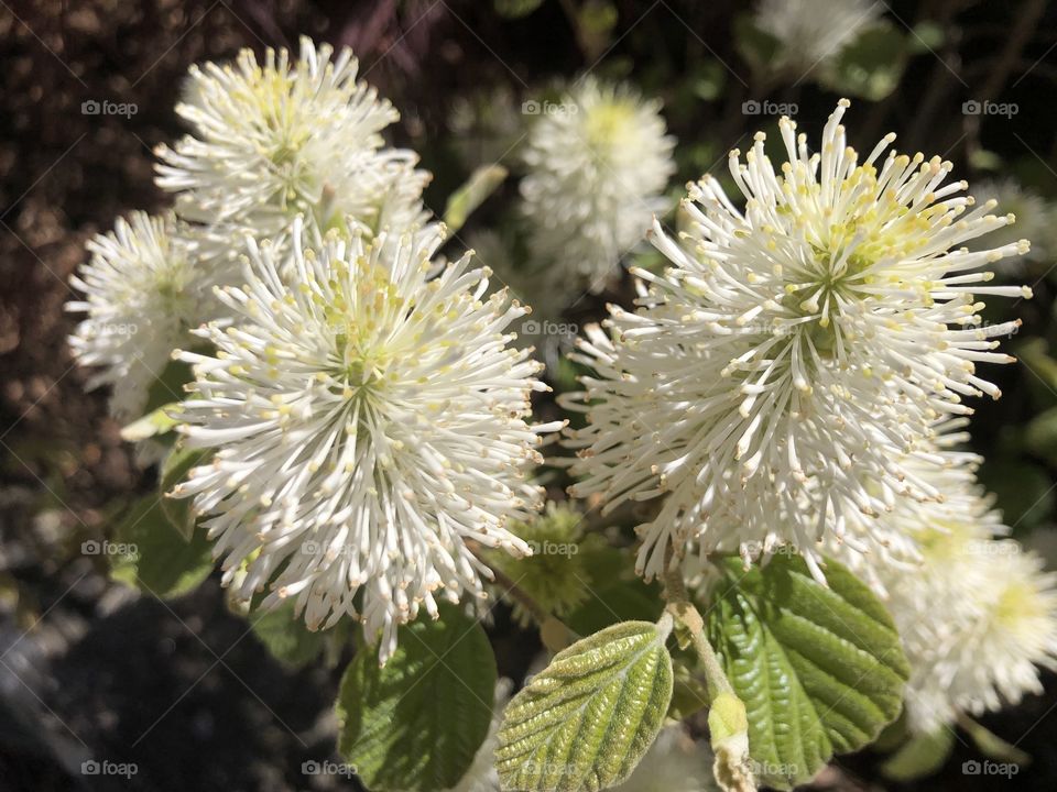 Interesting white flowers blooming in the Spring sunshine