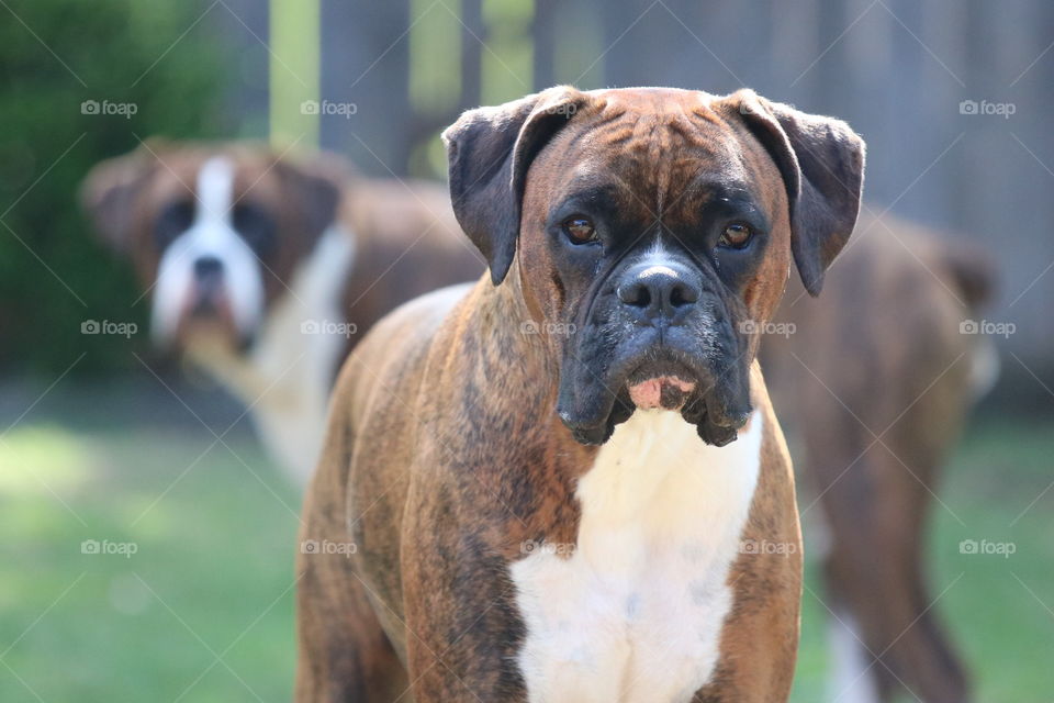 2 boxers staring 