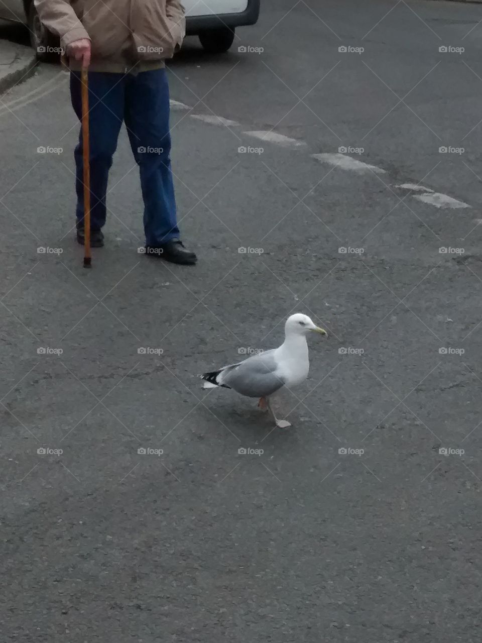 Seagull guide