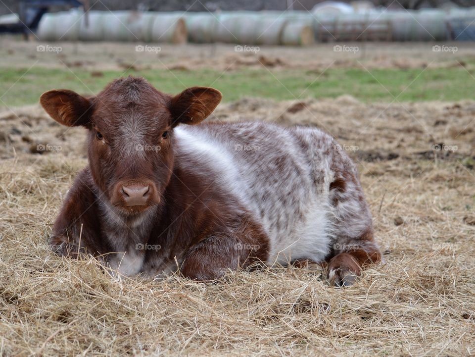 Calf resting on the grass
