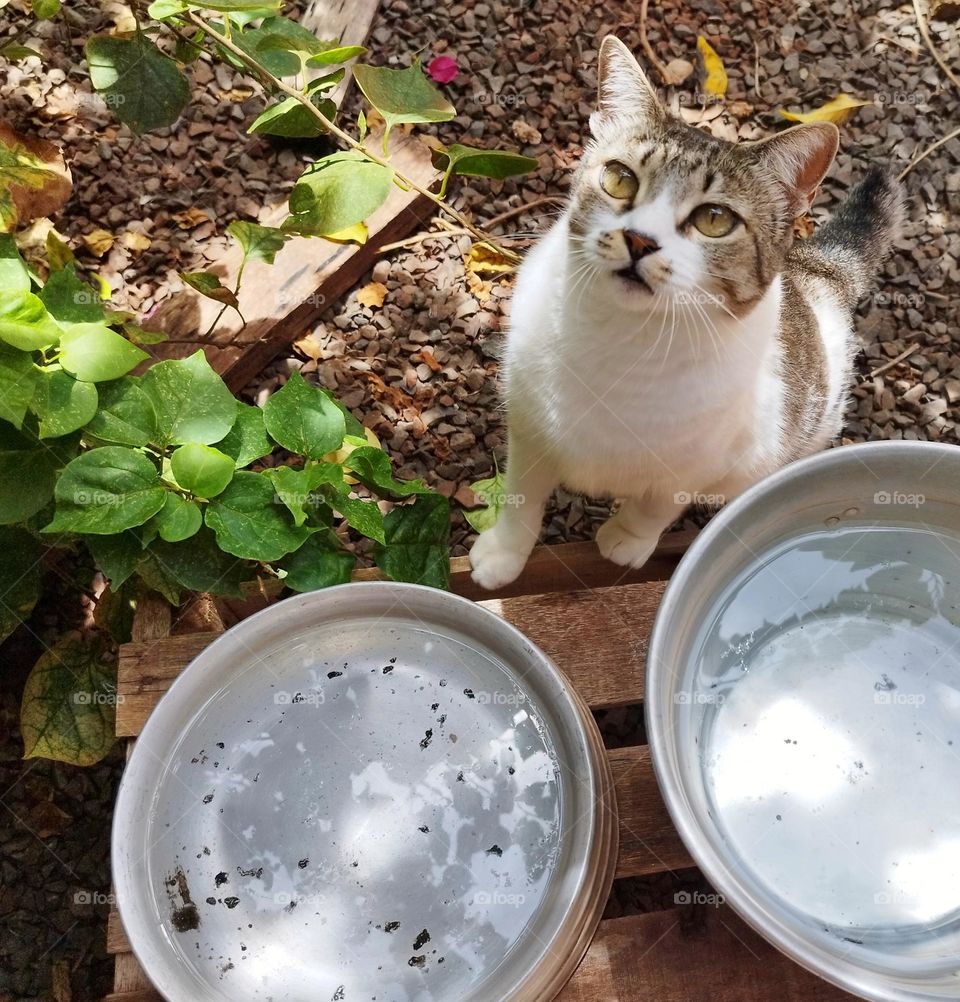 Cats are used for so many symbologies... but, in fact, they are the pure symbology of love, that's why the muzzles are heart-shaped!