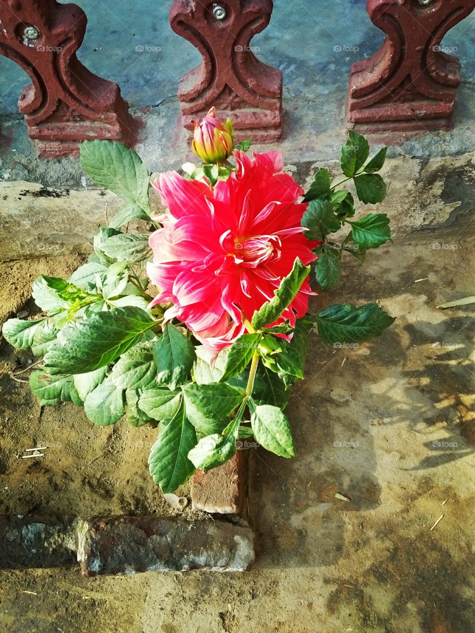 beautiful flower pic