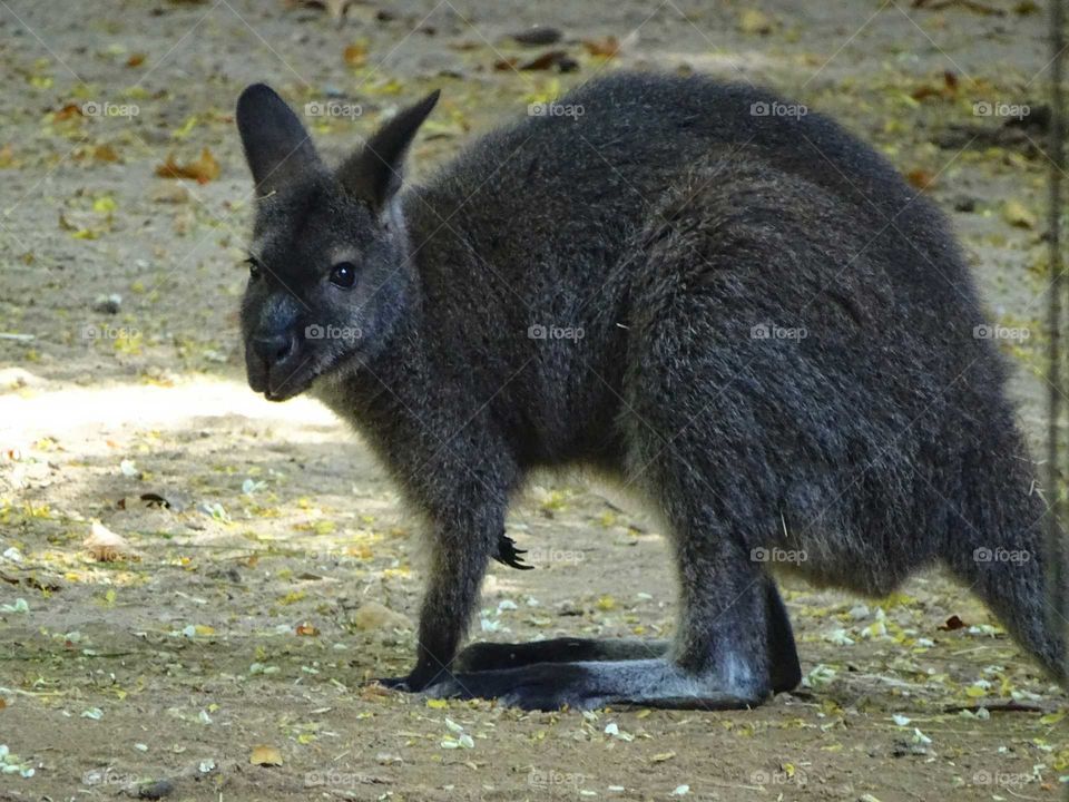 The kangaroo
