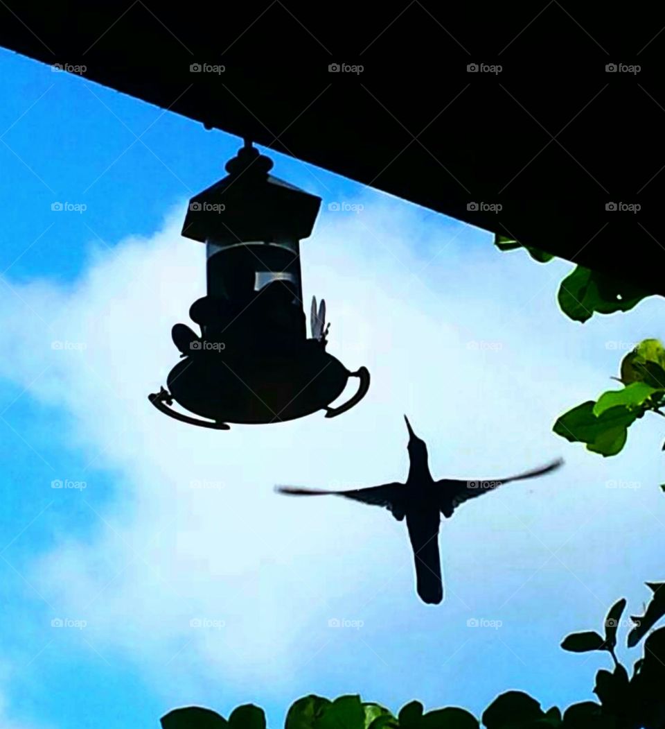 Você sabia? Quando um Beija Flor se aproxima de você ele traz Boas Notícias!!
Ver um Beija Flor dá uma sensação de paz e enche o coração de alegria!