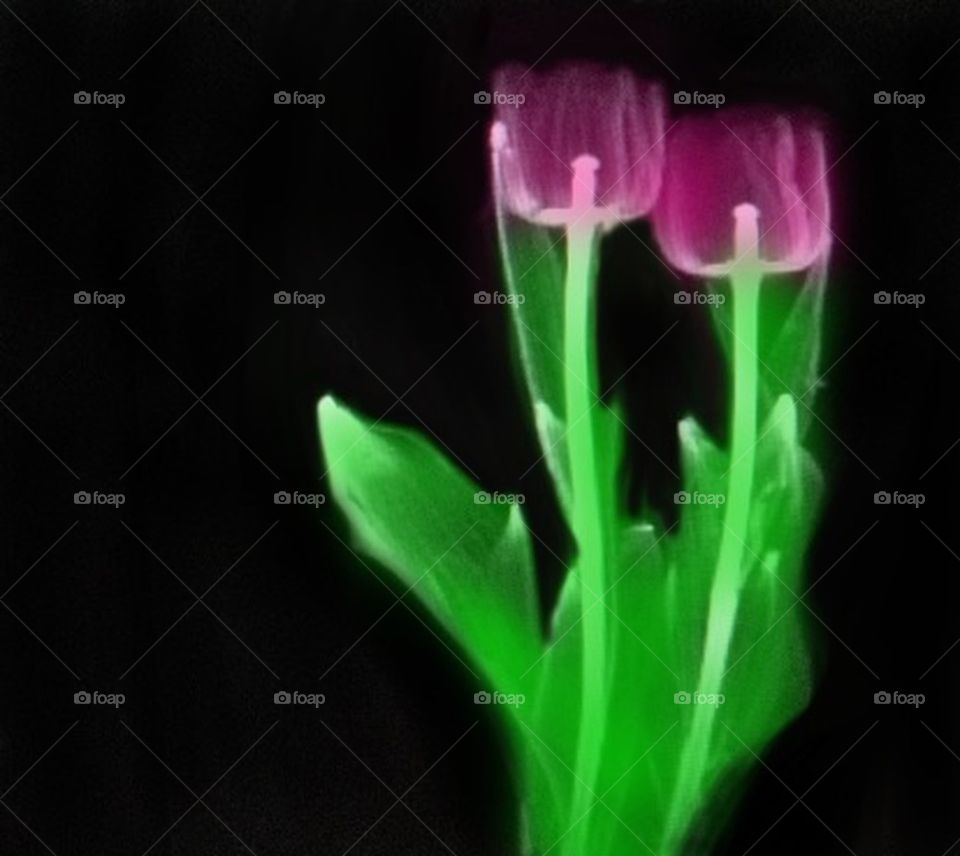 Transparent Tulips