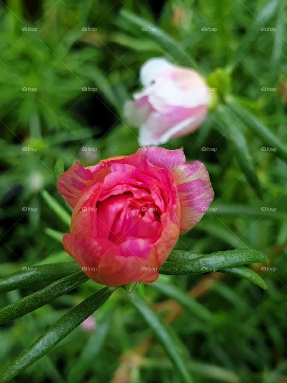 my beautiful Portulaca grandiflora