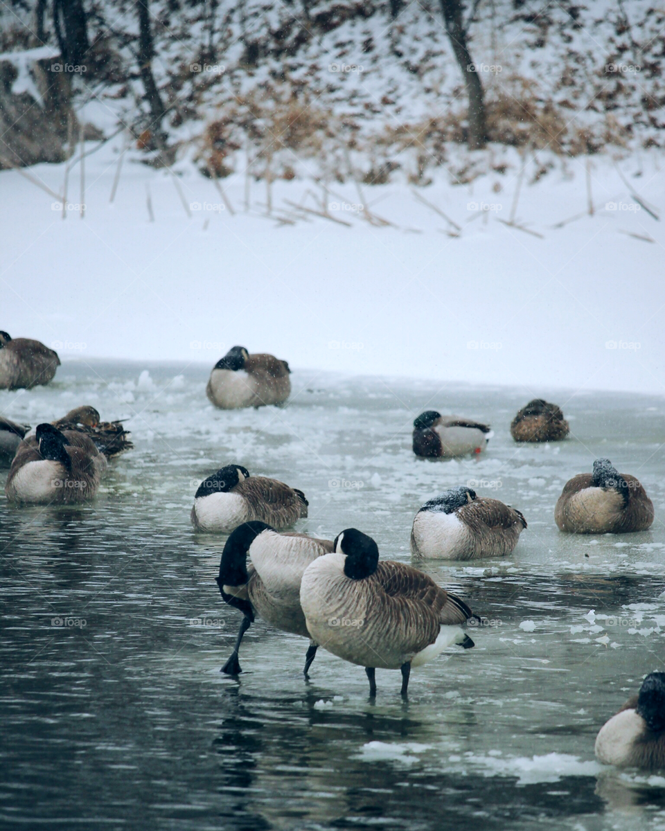 These guys just chilling by the lake in the middle of winter. 