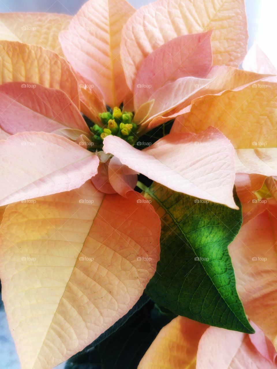 What the pots contain