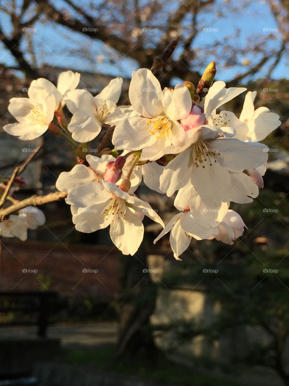 Evening light cherry blossoms.