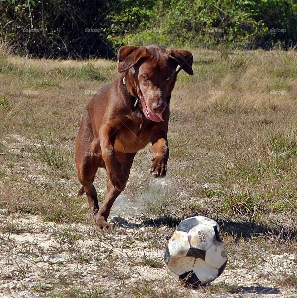 Soccer playing dog