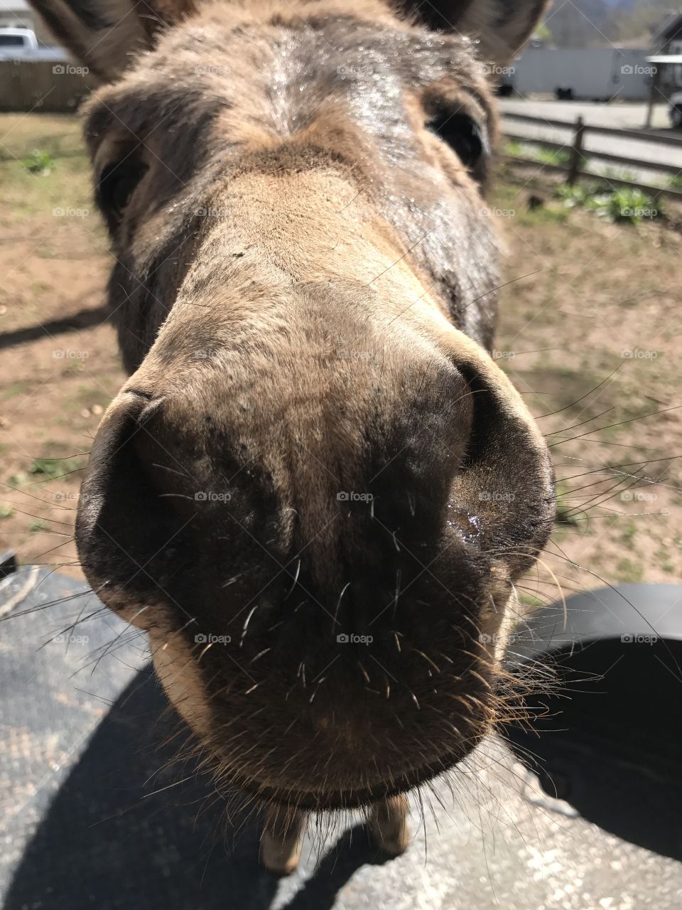 Got carrots?