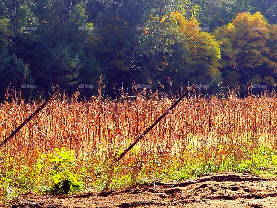 corn field at sunset