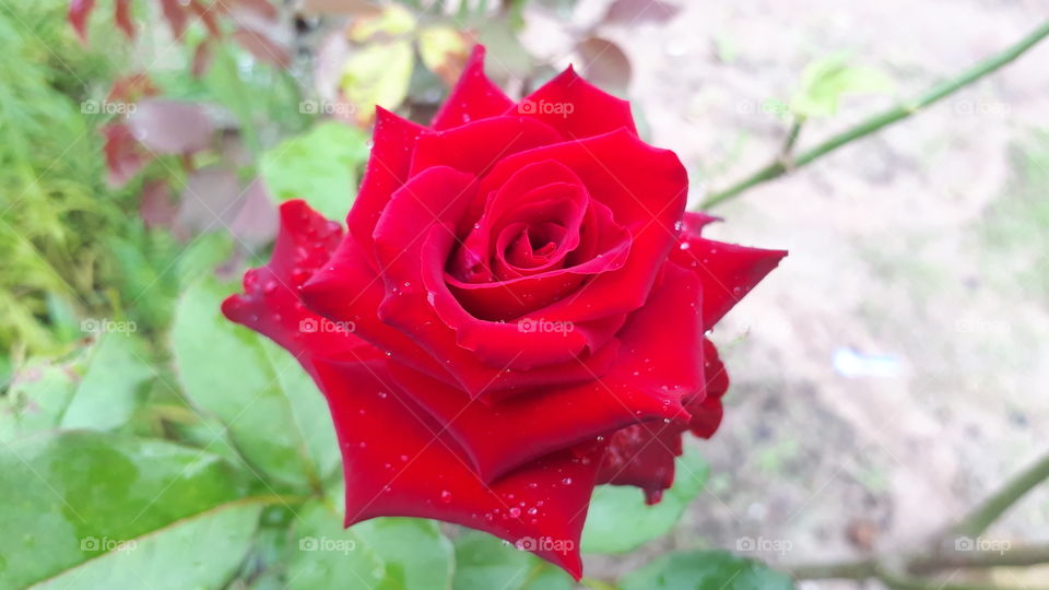 Blooming red rose in the garden