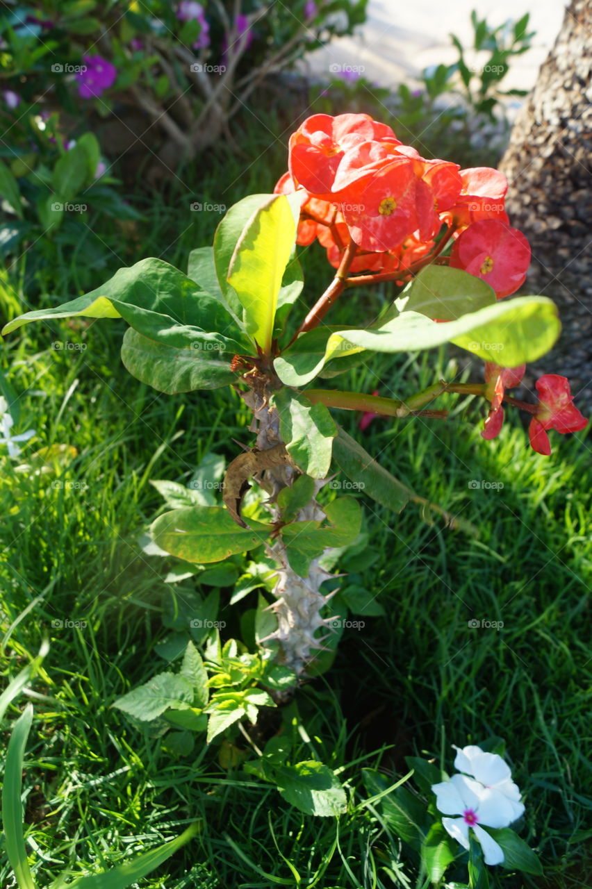 red dungerous flower